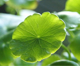 Centella Asiatica